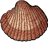 Illustration of cockleshell