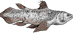 Illustration of coelacanth