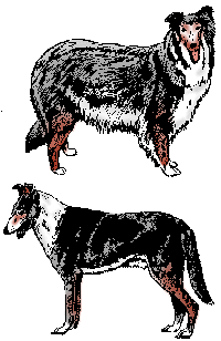 Illustration of collie