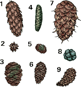 Illustration of cone