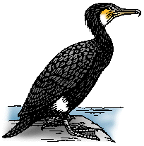 Illustration of cormorant