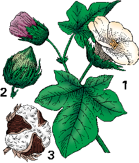 Illustration of cotton