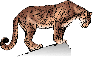 Illustration of cougar