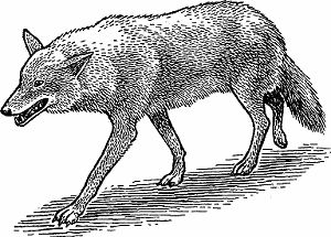 Illustration of coyote