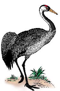 Illustration of crane