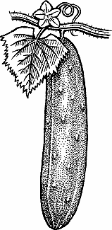 Illustration of cucumber