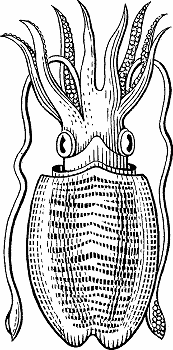 Illustration of cuttlefish