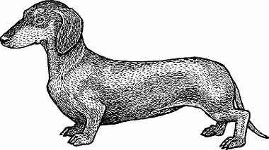 Illustration of dachshund