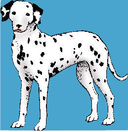 Illustration of dalmatian