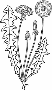Illustration of dandelion