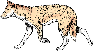 Illustration of dingo