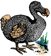 Illustration of dodo