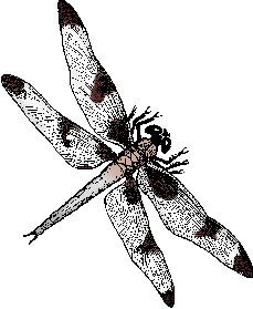 Illustration of dragonfly