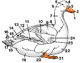 Illustration of duck