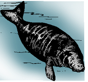 Illustration of dugong