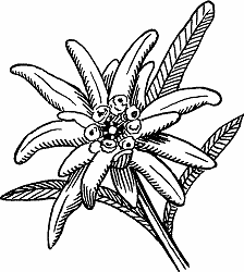 Illustration of edelweiss