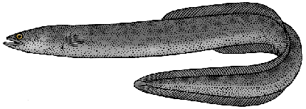Illustration of eel