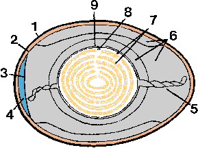 Illustration of egg