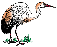 Illustration of egret