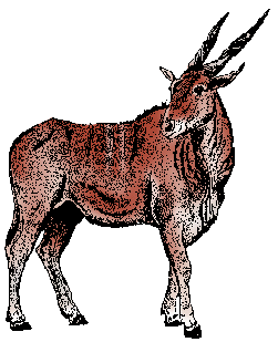 Illustration of eland