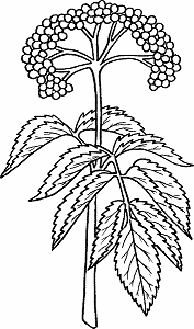 Illustration of elderberry