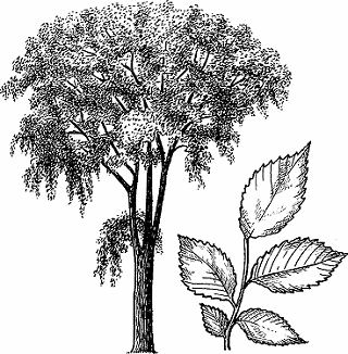 Illustration of elm