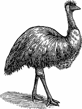 Illustration of emu