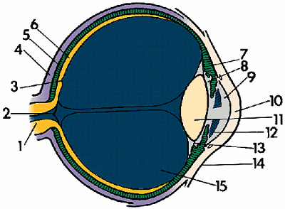 Illustration of eye