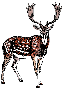 Illustration of fallow deer