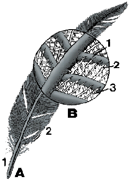 Illustration of feather