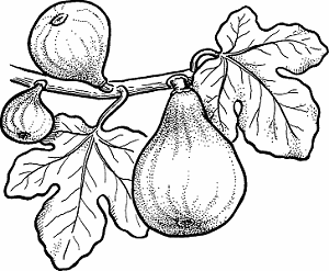 Illustration of fig