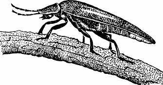 Illustration of firefly
