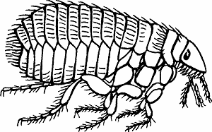 Illustration of flea