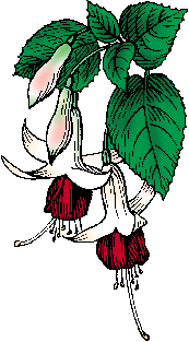 Illustration of fuchsia