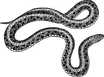Illustration of garter snake