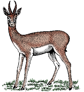 Illustration of gazelle