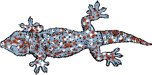 Illustration of gecko