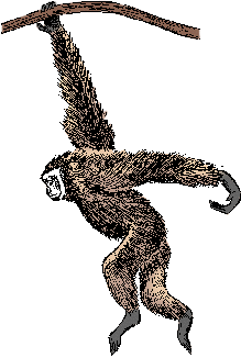 Illustration of gibbon