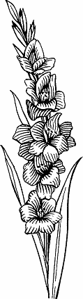 Illustration of gladiolus