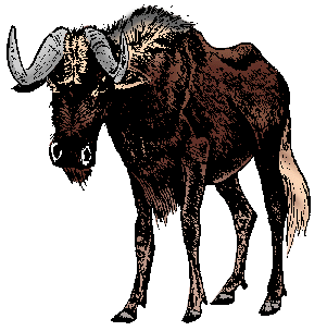 Illustration of wildebeest