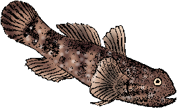 Illustration of goby