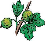 Illustration of gooseberry