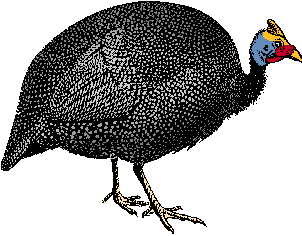 Illustration of guinea fowl