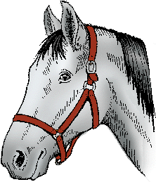 Illustration of halter