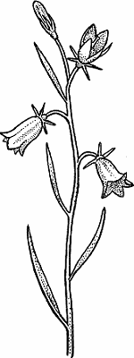 Illustration of harebell