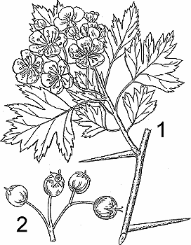 Illustration of hawthorn