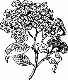 Illustration of heliotrope