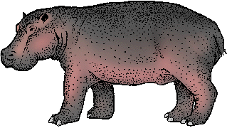 Illustration of hippopotamus