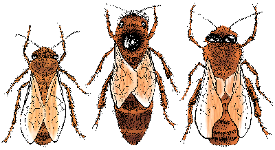Illustration of honeybee