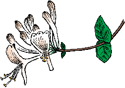 Illustration of honeysuckle